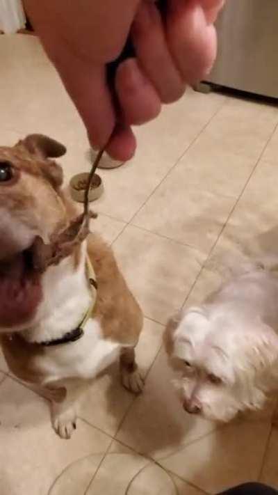 She won't eat her new special diabetic food unless it is spoonfed to her