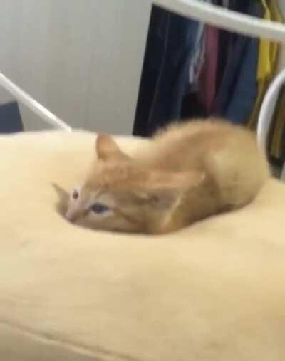 Cute kitty sinking into memory foam pillow.