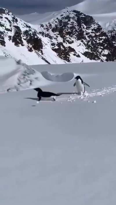 As&iacute; se lo pasan los ping&uuml;inos en la Ant&aacute;rtida argentina