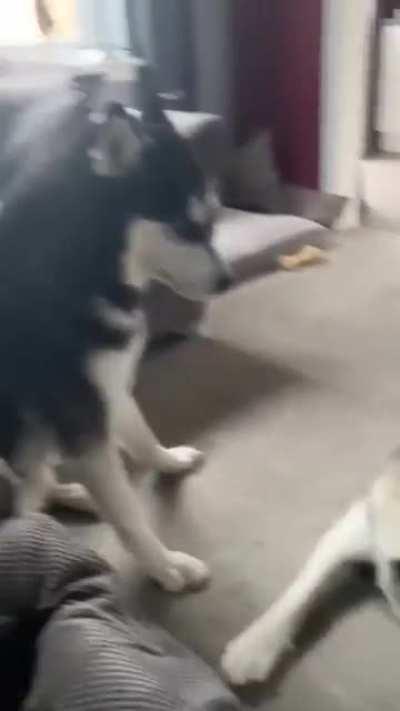 Young husky gets sassy and throws a tantrum, older one just watches.