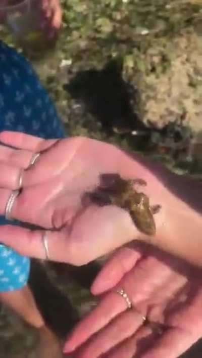 Woman holds the Blue Ringed Octopus