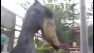 🔥Gunfire and Screaming can sometimes mean there is a Shoebill happy to see you🔥