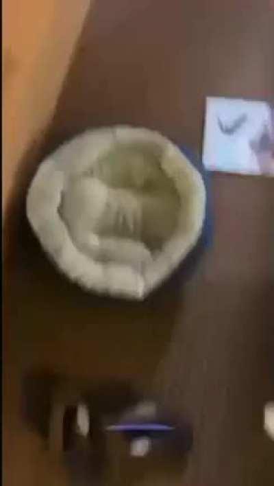 *loud warning* you like goldfish?