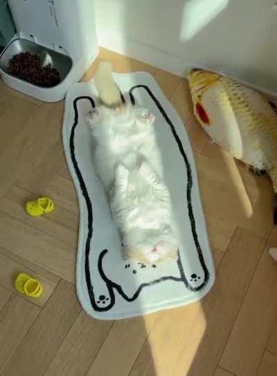 Place for floofy chonker