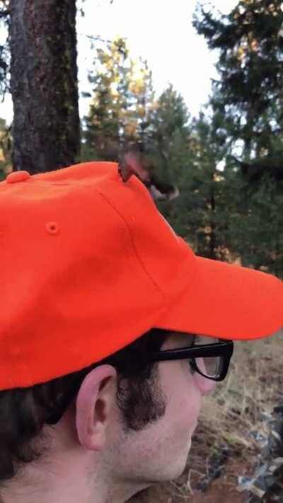 🔥 confused humming bird