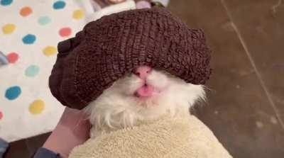 “Imma relax meow”