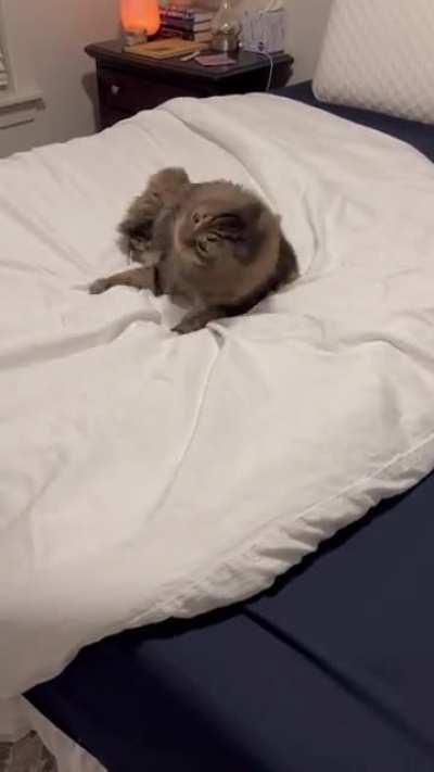 rule 1 of having cats: ask them not to do something and they will proceed to do that something