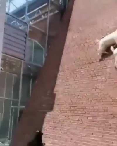 Шёл бы ты отсюда, паучок