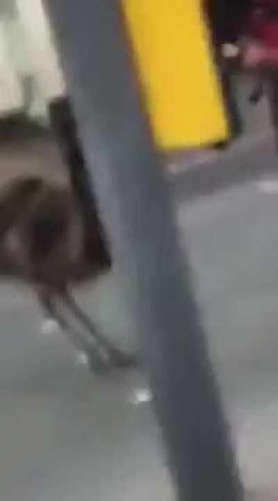 Tis a fokken emyouh, his name's Worres, he's an arsehole