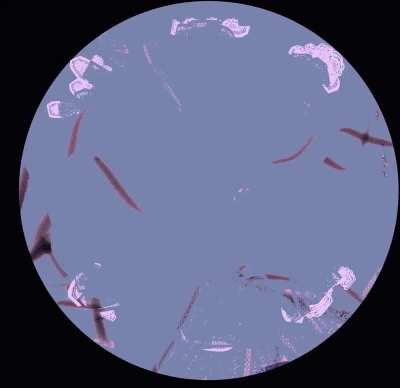 Who the FUCK is cynnahbun and why do i keep getting this sub recommended to me