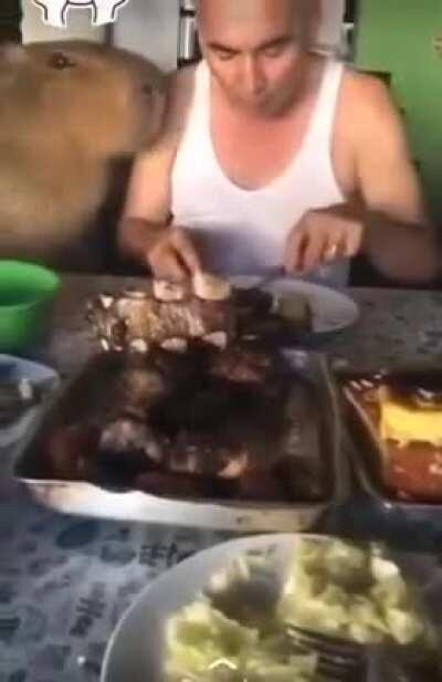 Ya vieron al carpincho vegano amante de Chayanne, ahora le toca su turno al carpincho Argento que respeta que los domingos se come asado