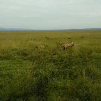 Call for reinforcements!