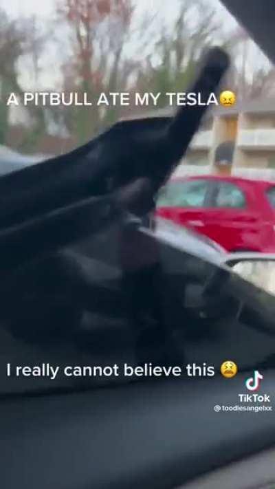 Dog eats Tesla
