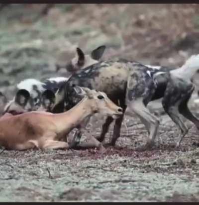 Wild dogs at it again!