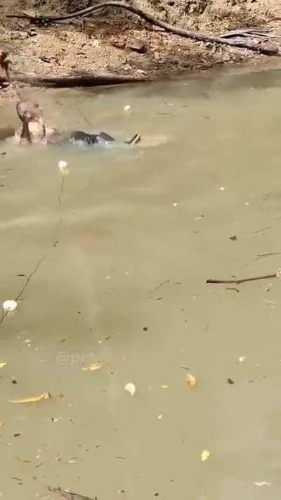 Electrocuted by an eel.