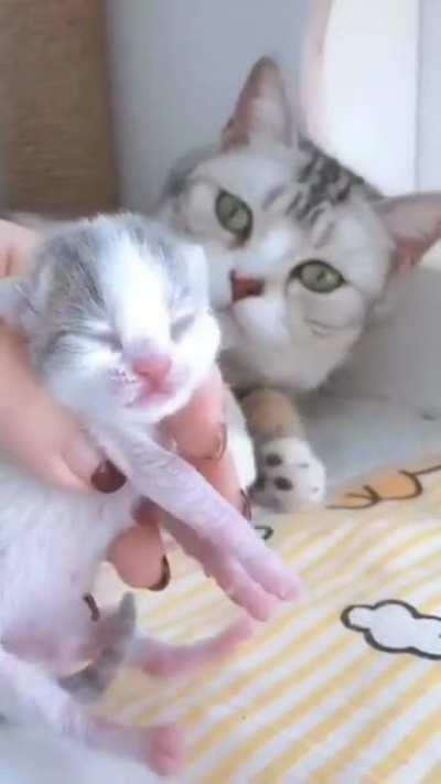 Those are some incredibly pointy tails!