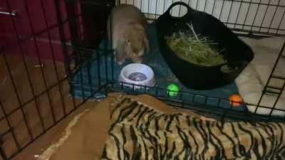 She is my adorable Cinnamon ^^ (first time posting here!)