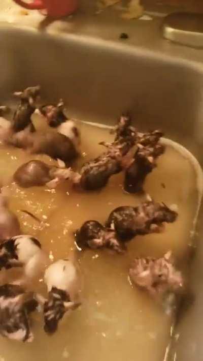 Blursed Bathing Rats