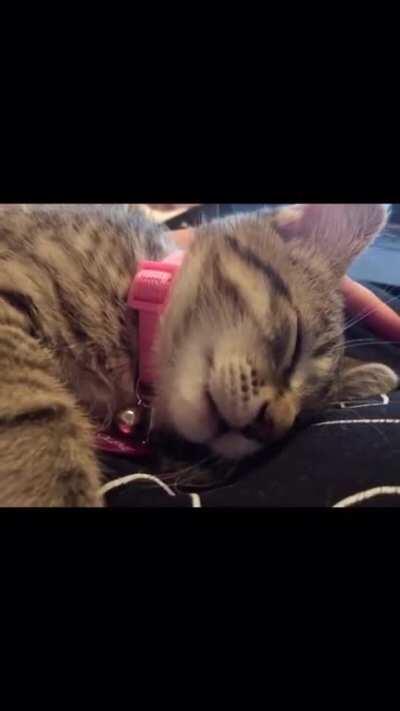 My new baby Jolene having a milk dream. I apologize for the shaky recording!