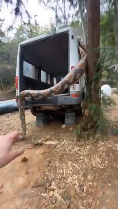 Absolute unit of a snake