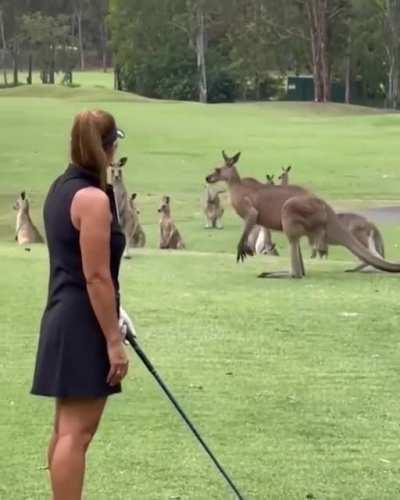 Golfing in Australia be like...