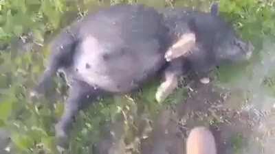 WCGW trying to flip a drunk pig up on a hill