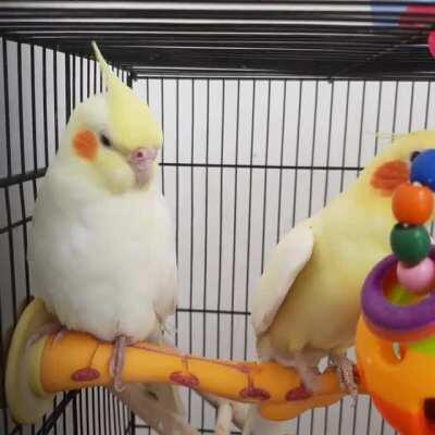 Jim singing for his new companion Pikachu while she tries to snooze🤭💤