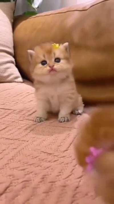 Tiny mew mews [Not mine]