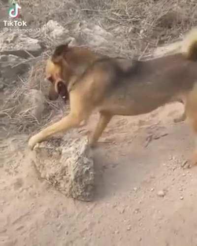 Dog fighting rock.