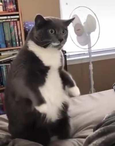 Cat watching nature documentary looks like a guy watching a ufc fight.