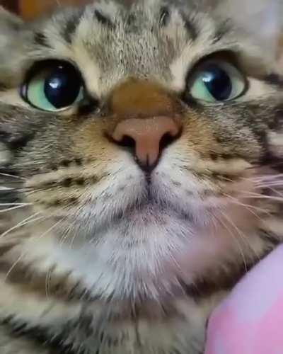 Micro meows before lunch