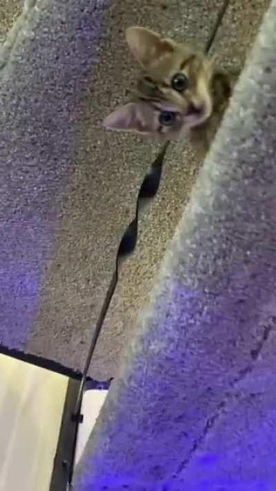 He sits on the stairs and watches me while I’m on the PC