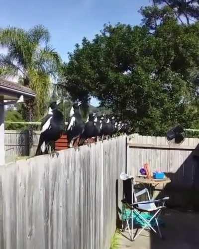 What kind of witchcraft is this