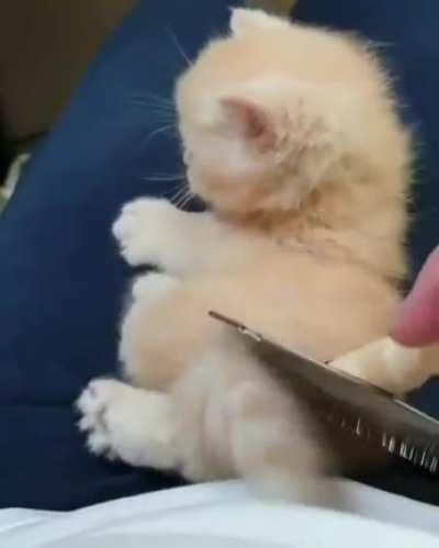 Kitten’s first grooming is a confusing time
