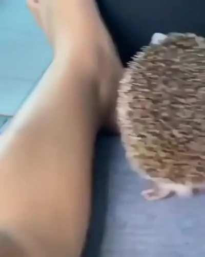 Ёжик! Милота!