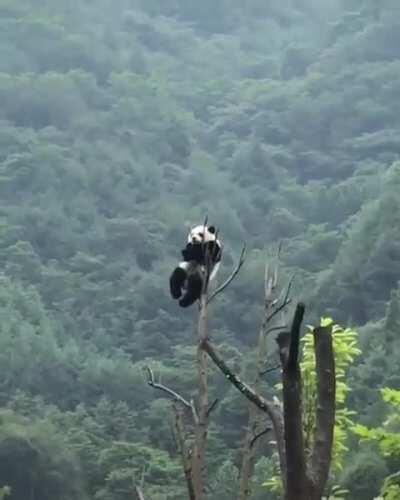 🔥 Panda hanging out at the top of a tree 🔥
