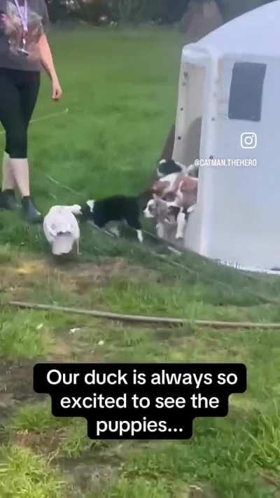 Duck core
