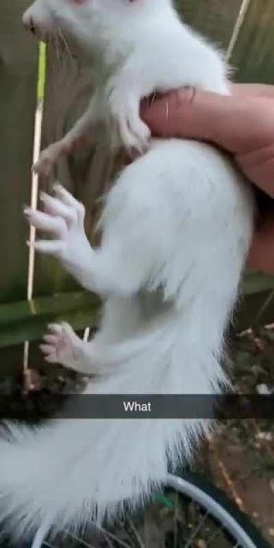 he is outside everyday waiting for me to feed him nuts. Today I wanted to see how close I could get