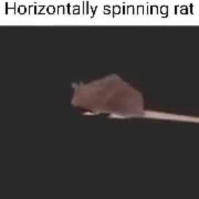 horizontally spinning rat