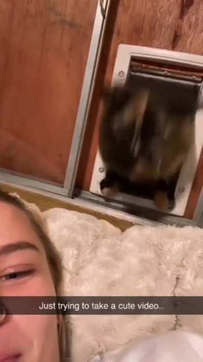 Take that! It was a present for you, hooman...