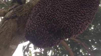 Shimmering bees? I'll nope right out of here.