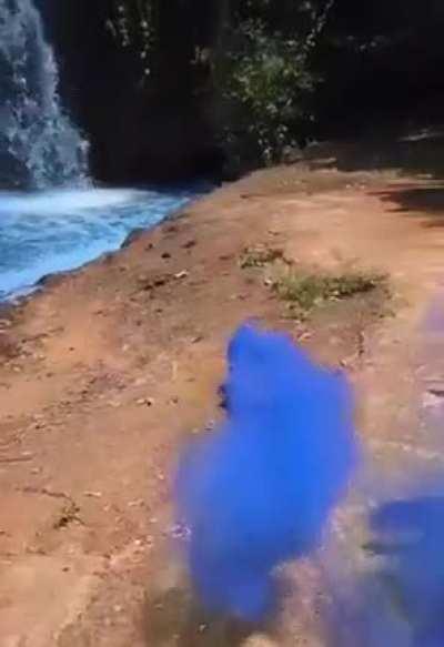 Gender reveal parties have gone too far