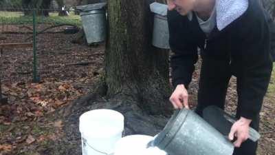 It's maple syrup season! I've got 3 maple trees that I tap every year to make syrup
