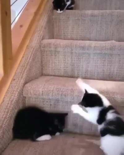 Cute little kittens playing together