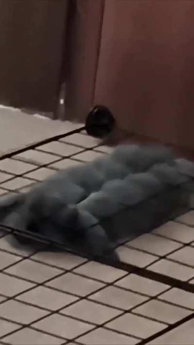 Bunny trying to escape a cage.