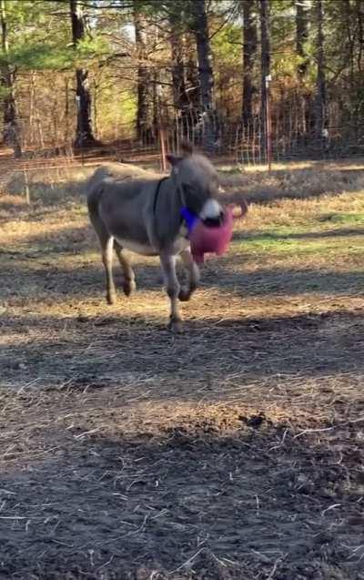 Donkey gets a ball for Christmas.
