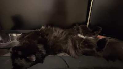 twitching while sleep/half asleep