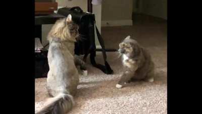 Maine Coon has the reach on the bully...