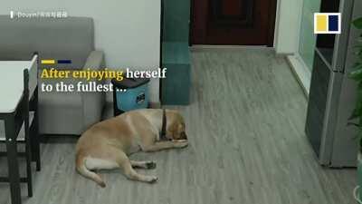 While owner is asleep, dog opens freezer, takes out ice cream, eats ice cream, and throws away all evidence of the crime