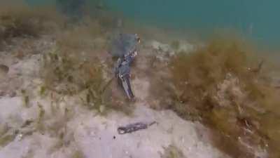 The blue crab (Callinectes sapidus), also known as the Atlantic blue crab or Chesapeake blue crab, is native to the waters of the western Atlantic Ocean and the Gulf of Mexico. Blue crabs don't just use their claws to hang on to food - they will also use 